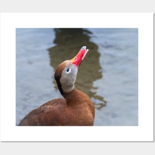 Whistling Duck Whistling A Tune Posters and Art
